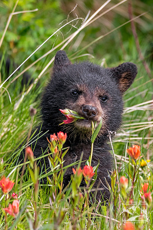 16. Black Bear Cub