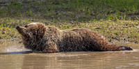 20. Grizzly Bear Cub