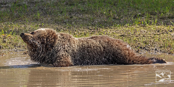 20. Grizzly Bear Cub