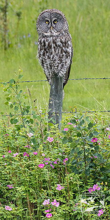 27. Great Grey Owl