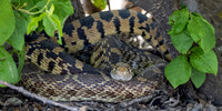 12. Bull Snake