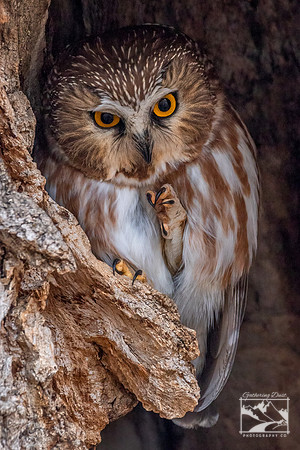 26. Northern Saw-Whet Owl