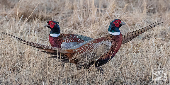 21. Male Ring-Necked Pheasants