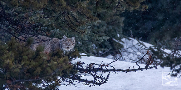 4. Canadian Lynx