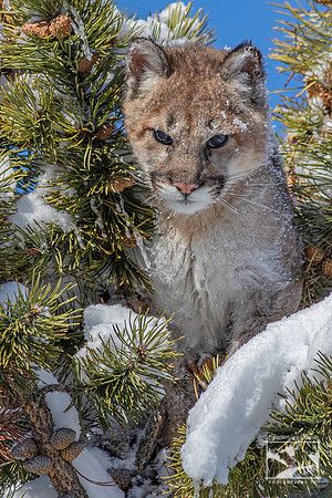 1. Juvenile Cougar/Mountain Lion