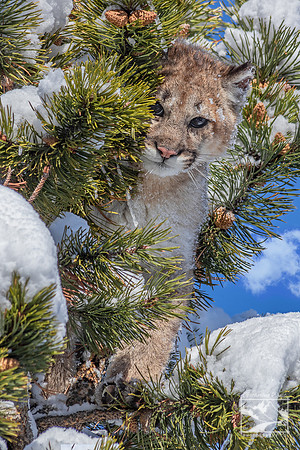 2. Juvenile Cougar/Mountain Lion