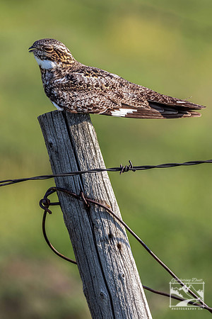 22. Sleeping Common Nighthawk