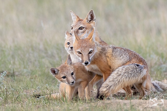 5. Swift Fox Family