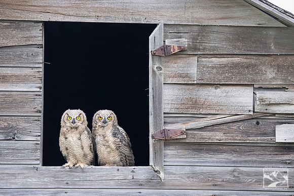 24. Great Horned Owlets in Barn Window