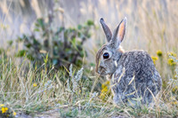 11. Cottontail Rabbit