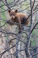 4. Black Bear Cub in Tree