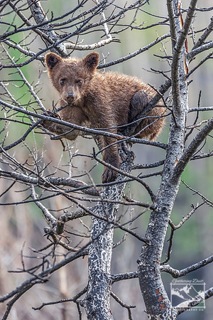 4. Black Bear Cub in Tree