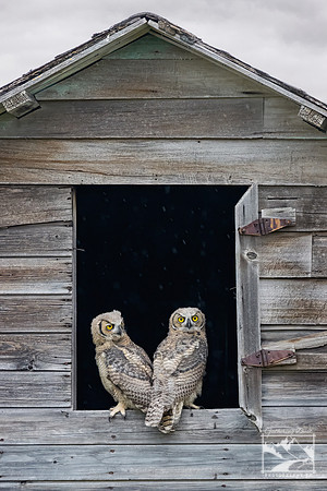 25. Great Horned Owlets in Barn Window