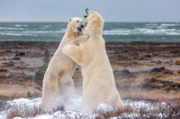 8. Sparing Polar Bears