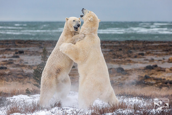 8. Sparing Polar Bears