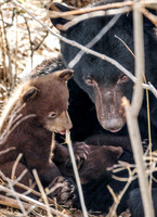 2. Black Bear with Cubs