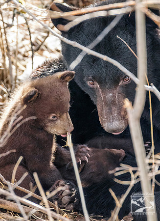 2. Black Bear with Cubs