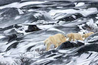 5. Polar Bear with Cubs