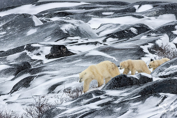 5. Polar Bear with Cubs