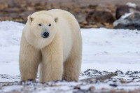 14. Polar Bear