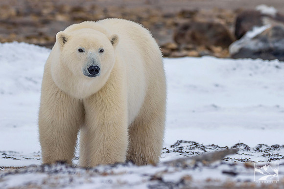 14. Polar Bear