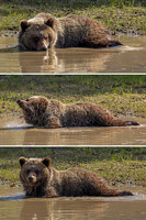 18. Grizzly Cub Series