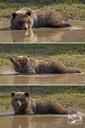 18. Grizzly Cub Series