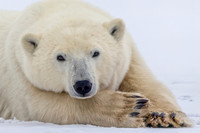 6. Resting Polar Bear