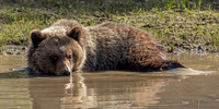 19. Grizzly Bear Cub