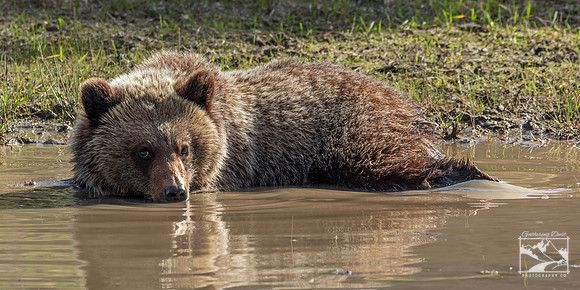19. Grizzly Bear Cub