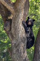 7. Black Bear in Tree