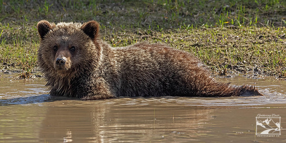 21. Grizzly Bear Cub