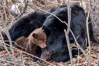 3. Sleeping Black Bear with Cubs