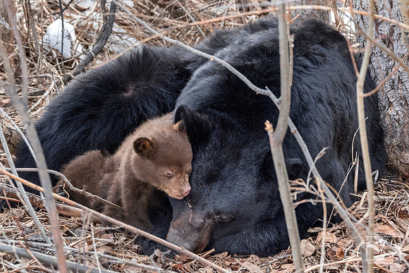 3. Sleeping Black Bear with Cubs