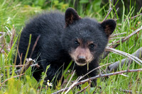 11. Black Bear Cub