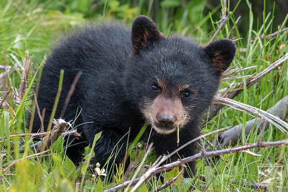 11. Black Bear Cub