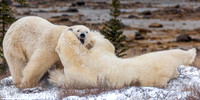 9. Sparing Polar Bears
