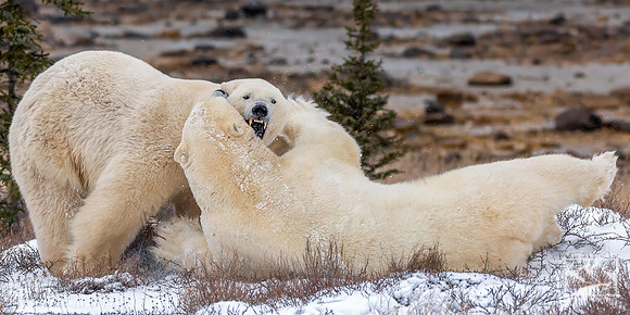 9. Sparing Polar Bears
