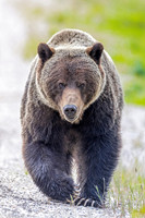 13. Grizzly Bear