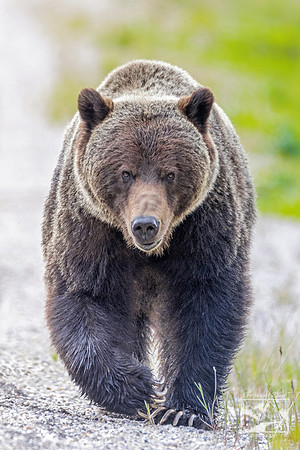 13. Grizzly Bear