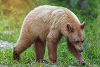 15. Blonde Black Bear