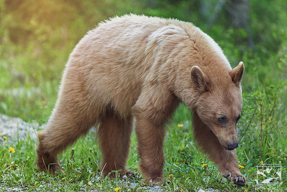 15. Blonde Black Bear