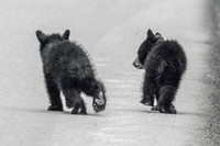 17. Black Bear Cubs