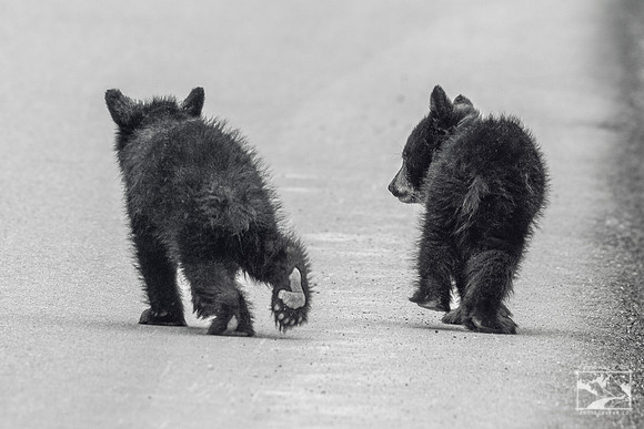 17. Black Bear Cubs