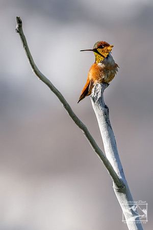 28. Rufous Hummingbird