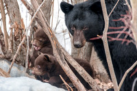 1. Black Bear with Cubs