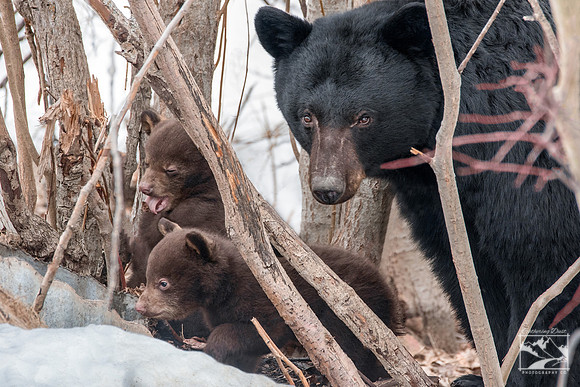 1. Black Bear with Cubs