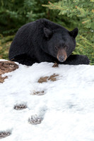 Canadian Wildlife Photography