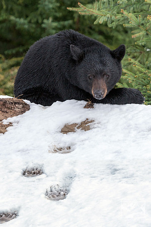 10. Resting Black Bear